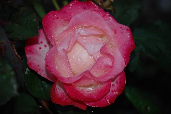 flower pink rose