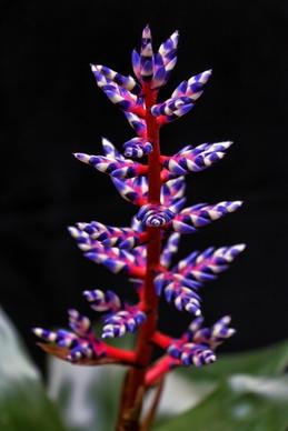 flower plant bromeliad