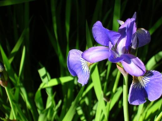 flower plant iris