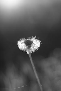 flower the dandelion the black and white