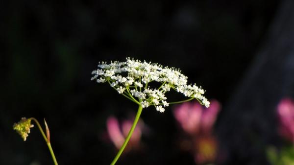 flower umbel white