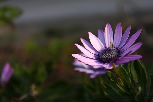 flower violet nature
