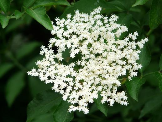 flower white black elderberry