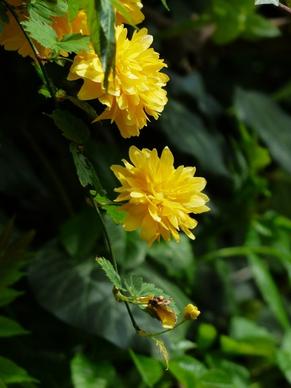 flower yellow bush