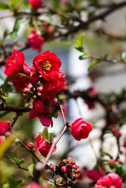 flowering quince matsudo chiba japan