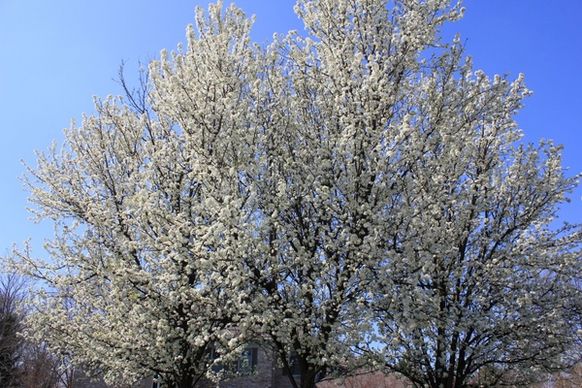 flowering tree in st louis missouri