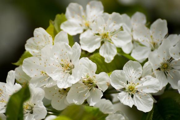 flowers cherry blossom white