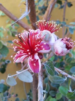 flowers fig tree brazilian