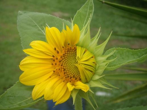 flowers growth sunflowers