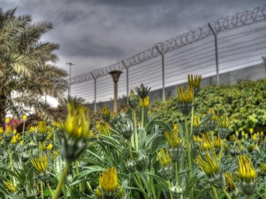 flowers in prison