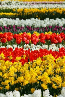 flowers in rows