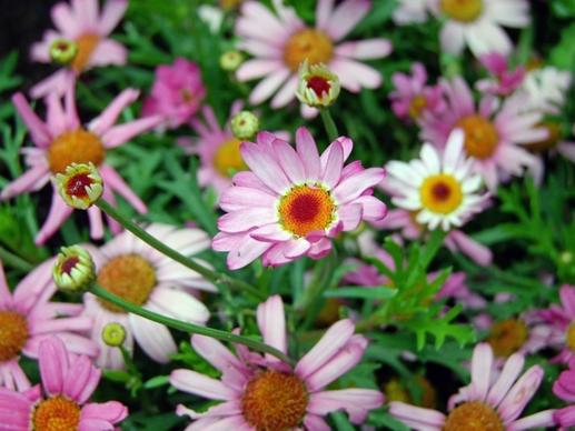 flowers pink daisy nature