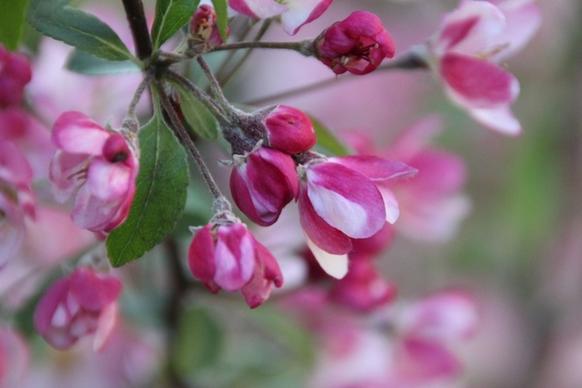 flowers pink ornamental cherry