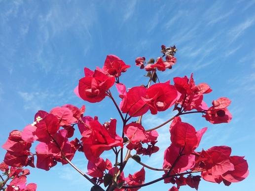 flowers sky blue sky