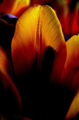 flowers tulip light