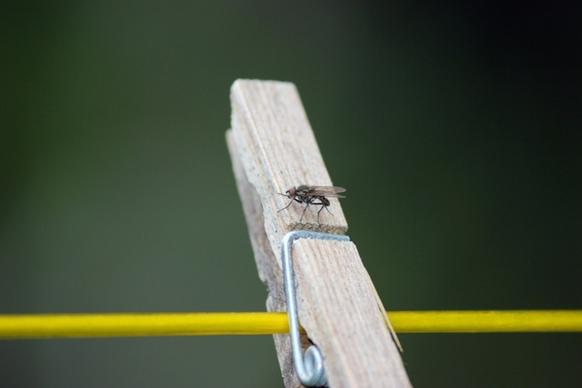 fly on a wooden peg