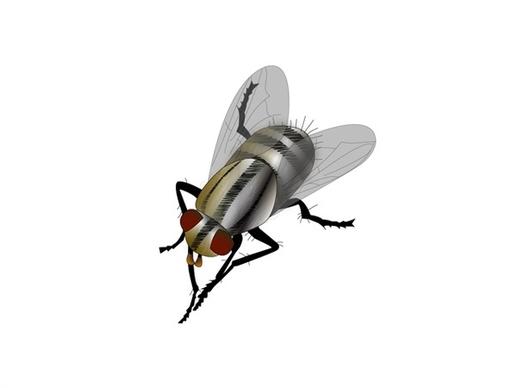 fly vector design with closeup illustration