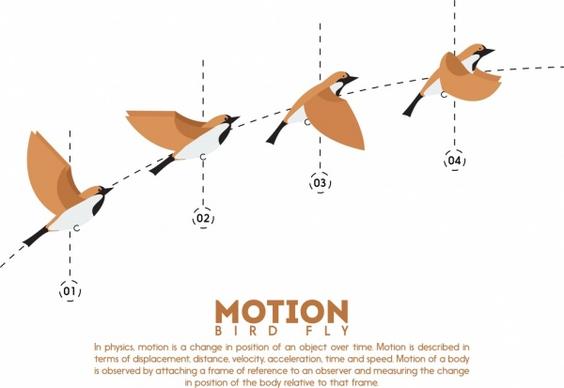 flying bird infographic motion outline