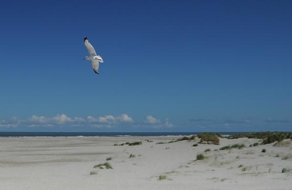 flying seagull at schiermonnikoog beach