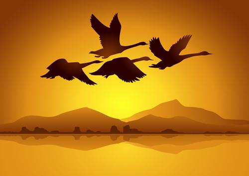 flying swan with sunset background vector
