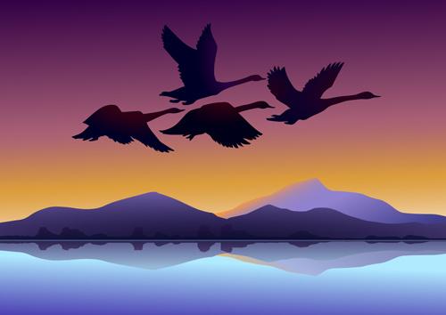 flying swan with sunset background vector