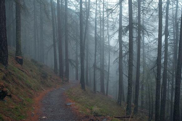 fog forest grass mist nature path rural track