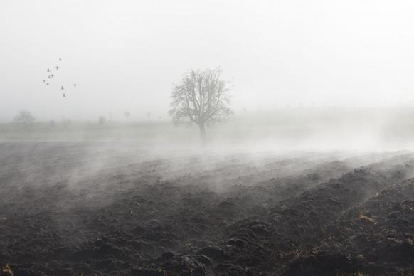 fog mood landscape