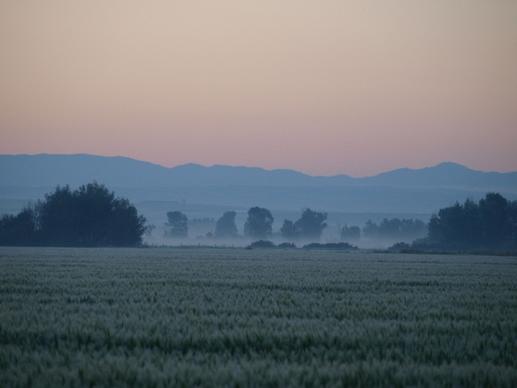 foggy fields