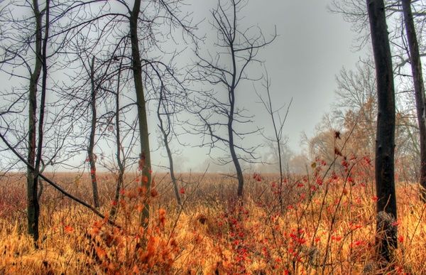 foggy wetland in madison wisconsin