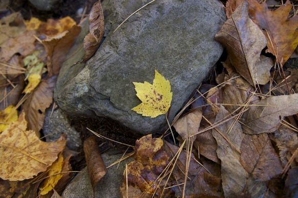 foliage leaves rocks