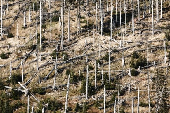 forest damage after a hurricane