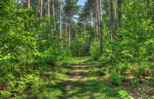 forest hiking path at hoffman hills state recreation area wisconsin