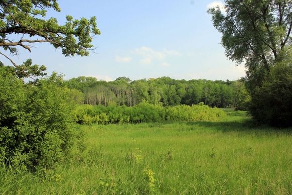 forest meadow and clearing at lapham peak state park wisconsin