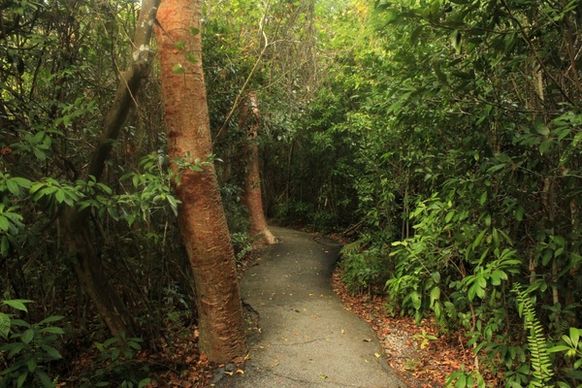 forest path at everglades national park florida