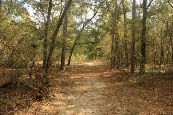forest trail at big shaols state park florida