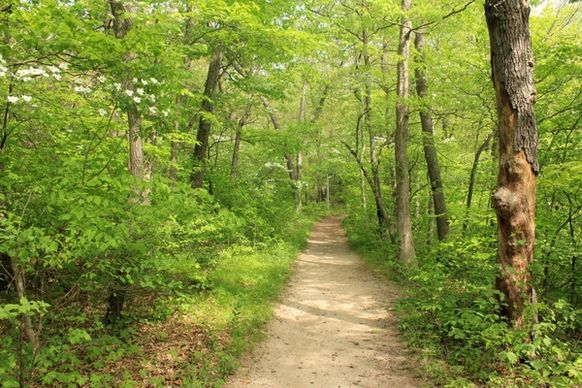 forest trail path at indiana dunes national lakeshore indiana