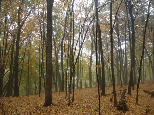 forest with mist at great river bluffs state park minnesota
