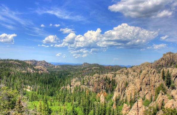 forests in the black hills in custer state park south dakota