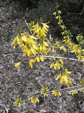 forsythia spring flowers spring