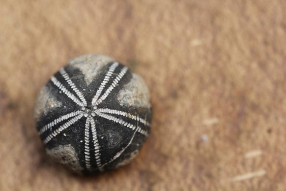 fossil fossils sea urchins
