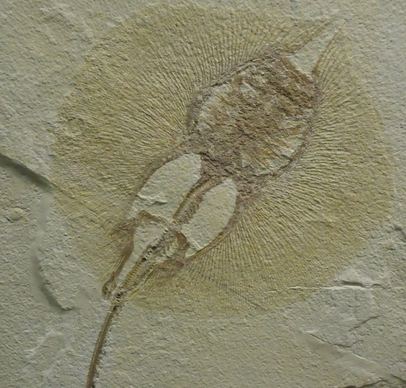 fossil stingray