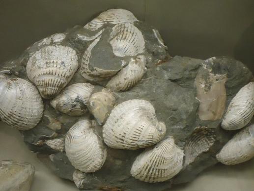 fossilized clams