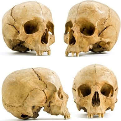 four different angles of the skull hd picture