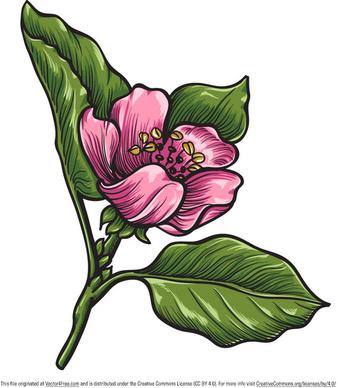 free handdrawn qunice vector flower