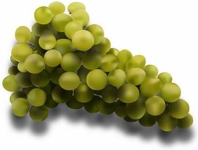green grapes icons design realistic style