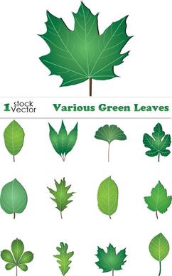 free vector green leaves collection