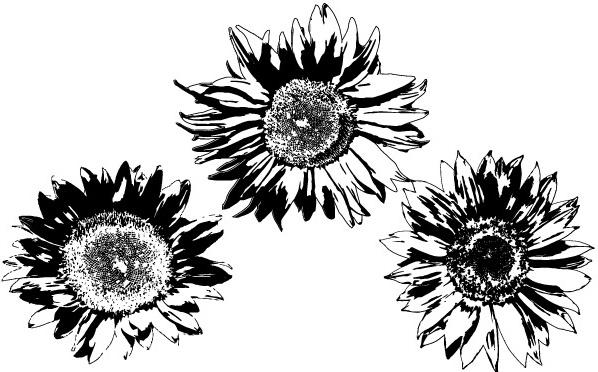 Free Vectors: Sunflowers