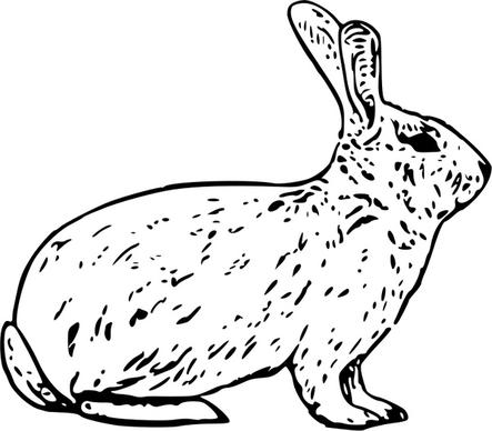 french rabbit
