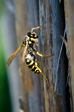 french wasps insects wasp