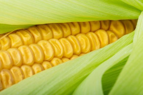 fresh corn detail